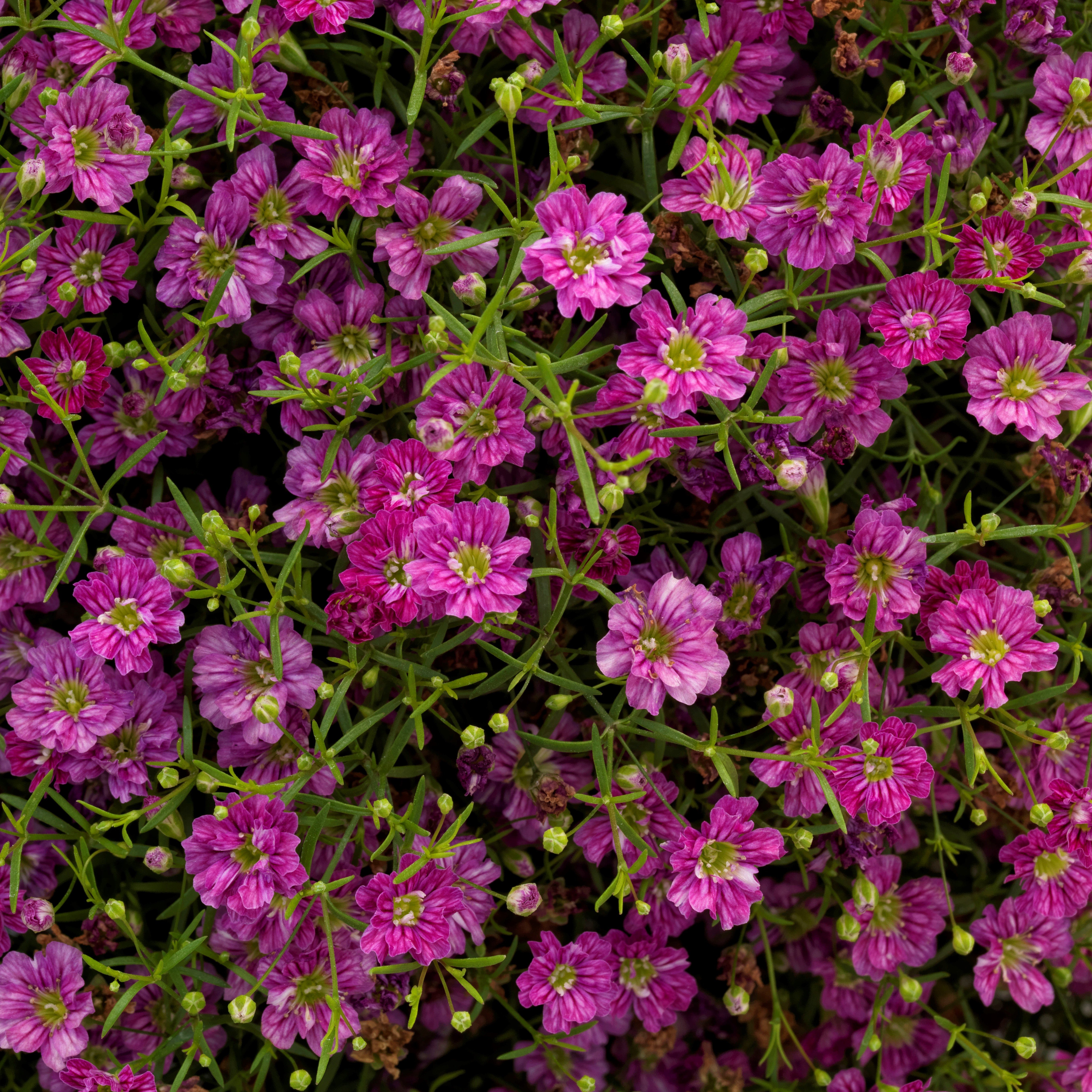 Deep Pink Gypsy, Gypsophila Seeds | Urban Farmer